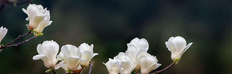 白玉兰之花语（纯洁之美）