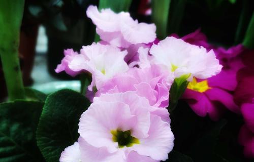 传说中的报春花——花语与传说（神奇的报春花花语及其传说背后的故事）