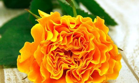 橙色的月季花——热情与活力的象征（探寻橙色月季花的隐含意义）