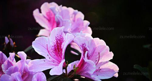 杜鹃花的花语与意义（探寻杜鹃花的花语之美）