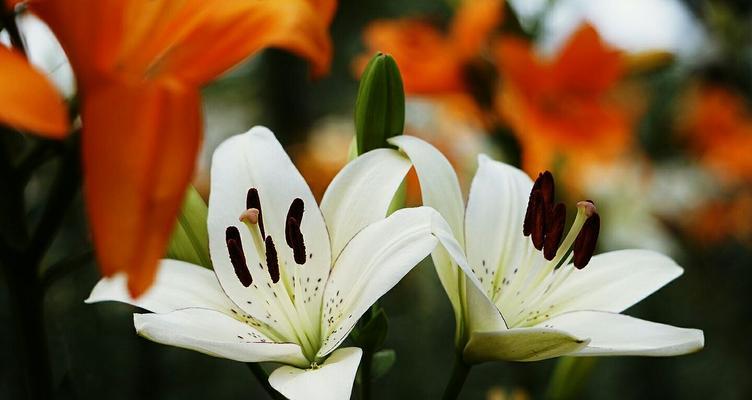 花开如梦,粉百合的花语(传递爱与宁静的芬芳) 花开如梦,粉百合的花语(传递爱与宁静的芬芳)