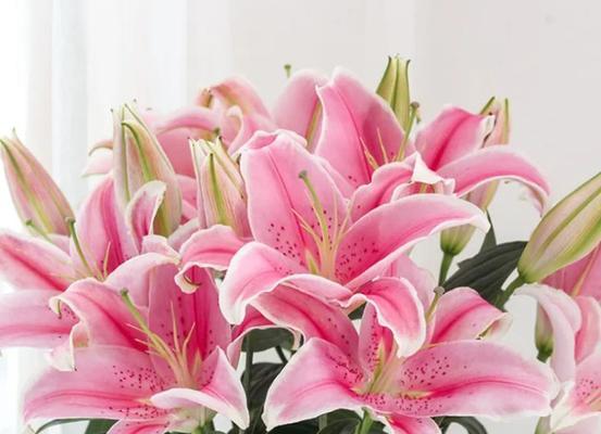 粉色百合的花语——纯洁与爱的象征(揭示粉色百合花语的美丽内涵) 粉色百合的花语——纯洁与爱的象征(揭示粉色百合花语的美丽内涵)