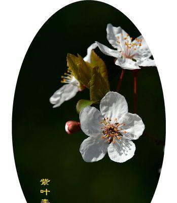 红叶李的花语与美丽心意（探究红叶李的象征意义及传达的情感）