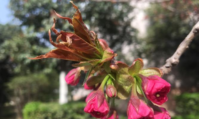 红叶樱花的花语与含义（美丽的红叶樱花带给我们的心灵的启迪与感悟）