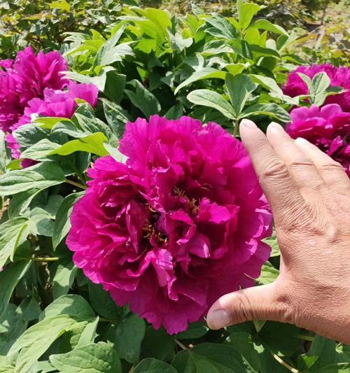 深入了解嫁接苗，提升植物生长质量（探索嫁接苗的定义）