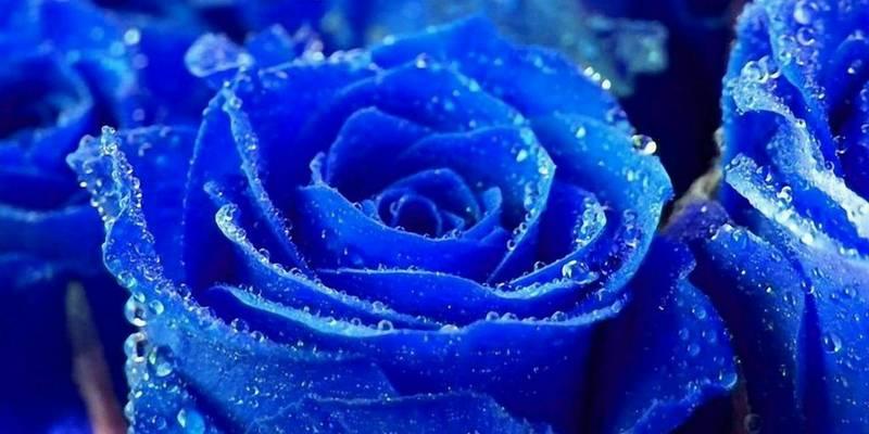 蓝色月季花的花语与寓意（蓝色月季花的寓意与象征）