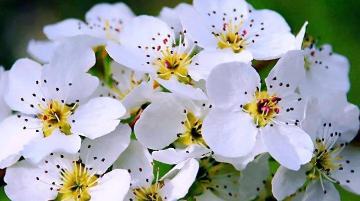 梨花的花语及其寓意（探索梨花的花语）