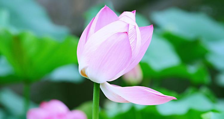 莲花的象征意义与内涵（莲花在不同文化中的意义及其在人们生活中的体现）