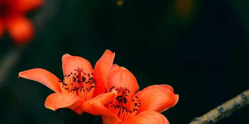 木棉花的寓意与象征（木棉花的美丽与坚韧）