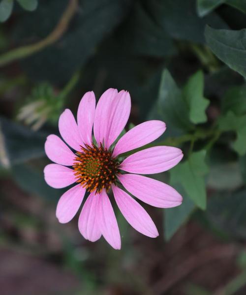 松果菊的花语——爱的美丽象征（以花语诉说的爱情之花）