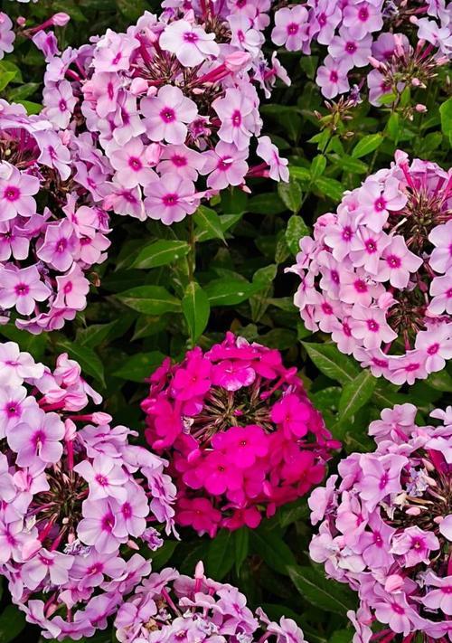 宿根福禄考花语（揭秘花朵的花语语言）