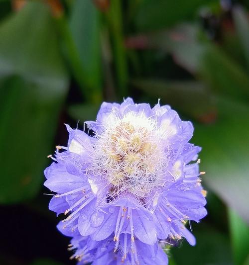 梭鱼草花语与美好寓意（探索梭鱼草花语）