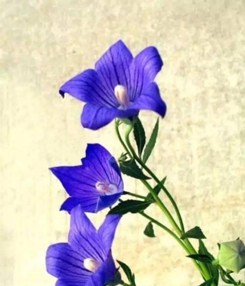 相思梅的花语（揭开相思梅花背后的情感纽带）
