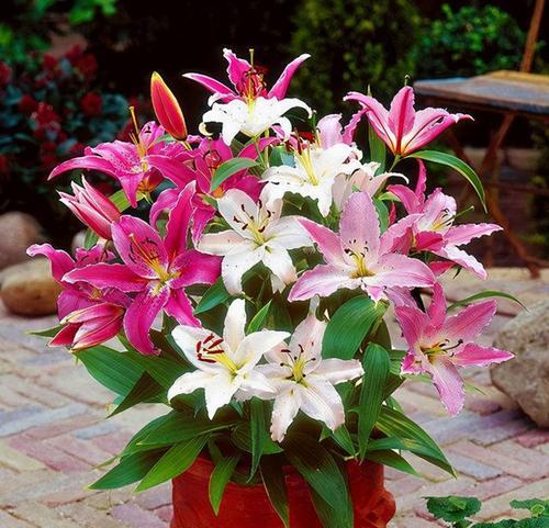 亚洲百合花语之美（深入解读亚洲百合花的寓意与象征）