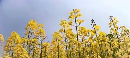 油菜花之美（唤醒春天的盛宴）