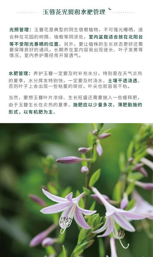 玉簪花的花语与传说（传承千年的花魅力）