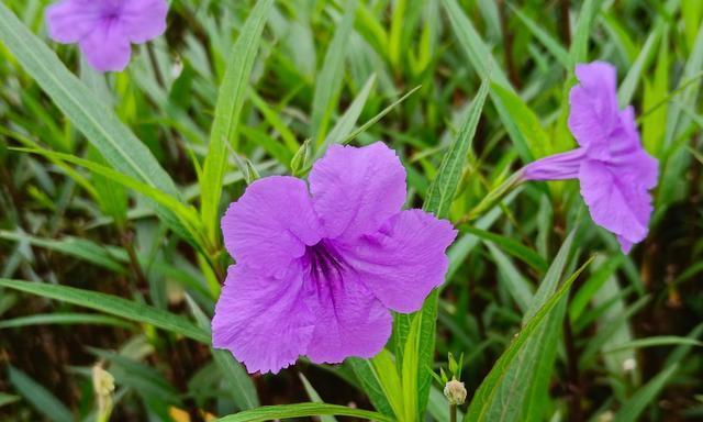紫花翠芦莉之美——花语与寓意（追寻自然之美）