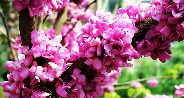 紫荆花的花语与意义（探索紫荆花的花语及象征意义）