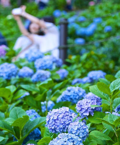 花的花语——祝福与希望（探寻花的花语及其象征意义）