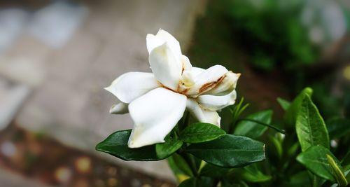 栀子花语——芳香绽放的希望（栀子花语的深意与祝福）