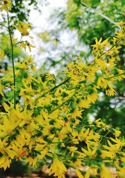 栾树花语与意义探究（了解栾树花语的奇妙含义）