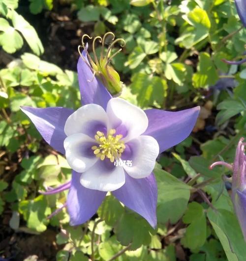 耧斗菜花语（用奋斗的姿态绽放）
