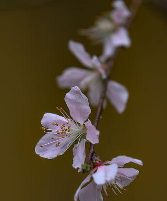 桃花（桃花盛开）
