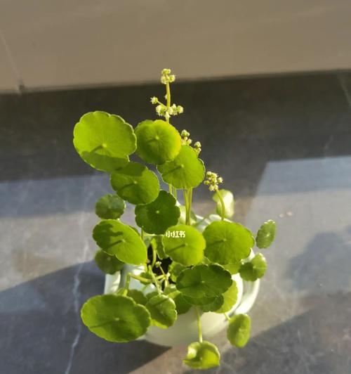 铜钱草的花语及开花情况探究（揭秘铜钱草的开花奥秘和花语寓意）