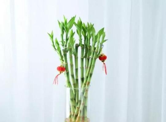 踏上成功之路——以象征步步高升的植物为主题（向日葵）