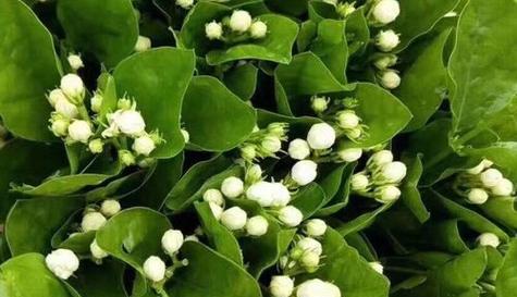 以象征友情的植物为主题的文章（友情的花园）