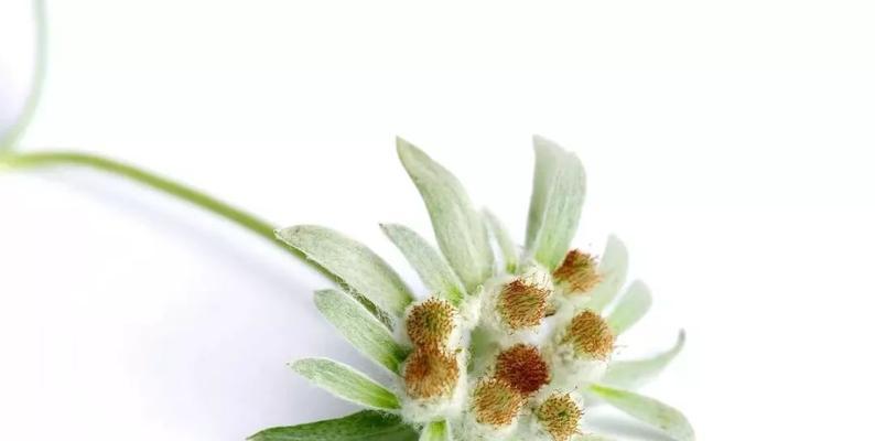 雪绒花的花语与传说（寒冬中的坚强与纯洁）