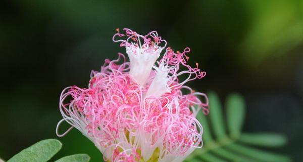 夜合花的花语与传说（一朵神秘而迷人的花——夜合花的花语和传说）