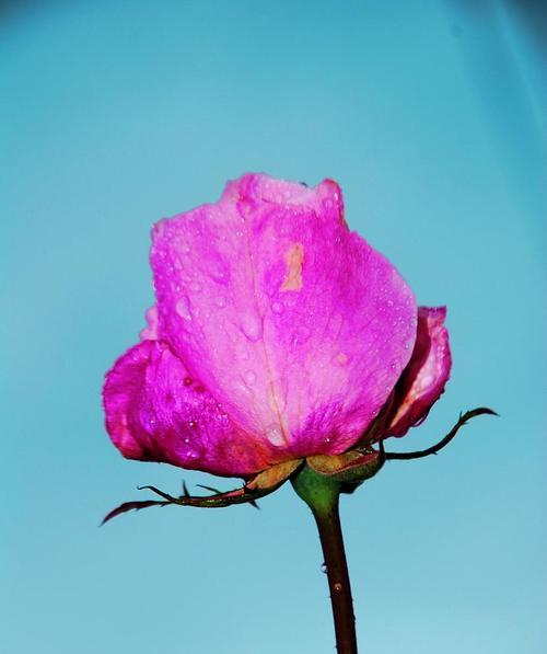 玫瑰花的象征意义——爱情的化身（揭秘玫瑰花背后的深意）