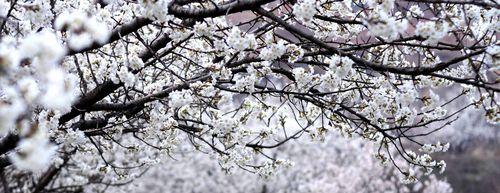 樱桃花的寓意与象征（探索樱桃花的内涵与文化象征）