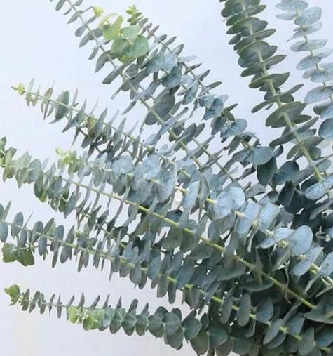 尤加利的花语和寓意——赋予生命以力量与希望（清新自然中蕴含的神秘力量）