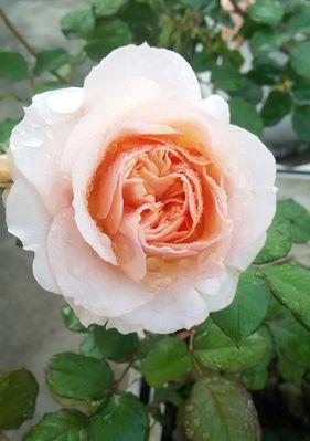 月季春化（从春天到夏天）