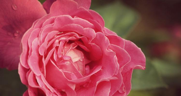 月季花的花语与传说（揭示月季花的神秘力量）