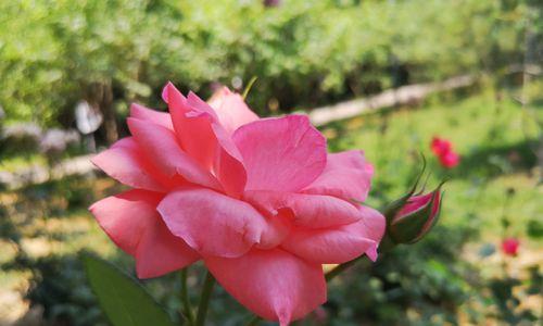 花开红艳，情意绵绵——月季花语的解读（探索月季的美丽花语）