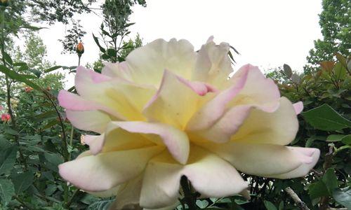月季花的花语（探寻月季花的花语）