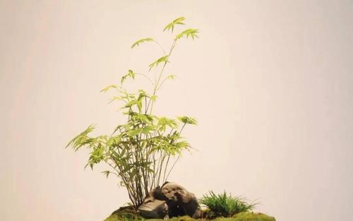 竹子的人生智慧（永不屈服的韧性与坚持）