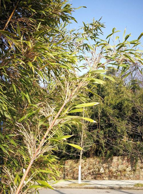 竹子开花预示着什么意思（神奇的竹子花开之谜）