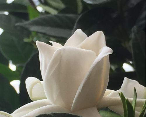 栀子花开，寓意深远（以栀子花为主题的寓意探讨）