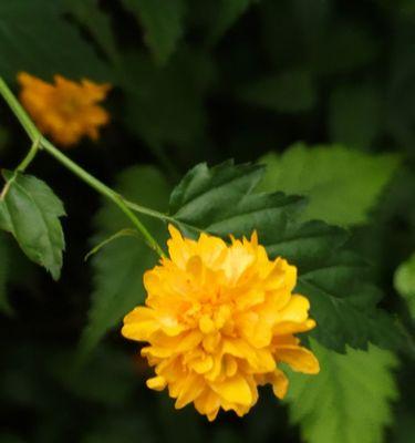以棣棠花的花语和传说（缘起于乌鸦的问候）