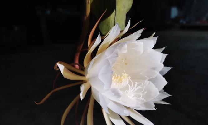 昙花代表的生肖之谜（揭秘昙花与十二生肖的神秘联系）