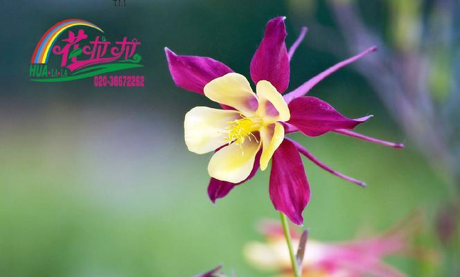 耧斗菜的花语与寓意（耧斗菜的美丽与神秘）