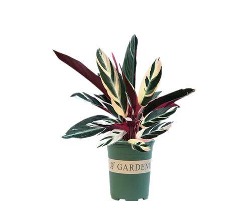 耐阴植物大全（适合阴暗环境的15种植物和养护技巧）