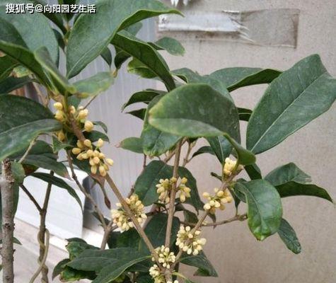 四季桂的花期和特点（一年四季都能开花的神奇花卉）