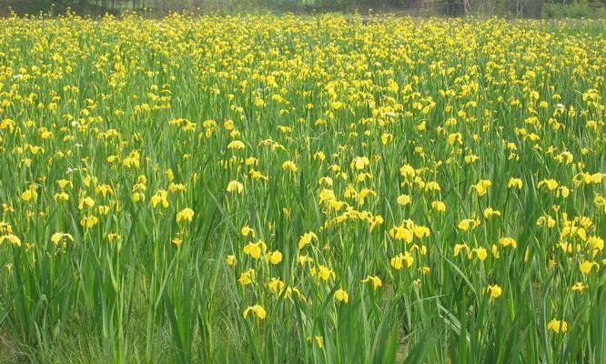 打造室内水生花园（欣赏美丽水下花园的乐趣）