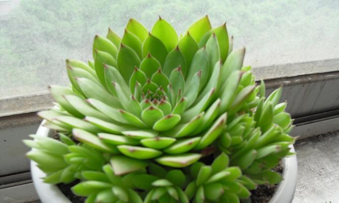 观音莲（深入解读观音莲的花语与寓意）