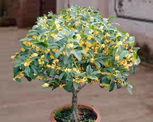 四季桂花开花时间全解析（桂花开花季节）